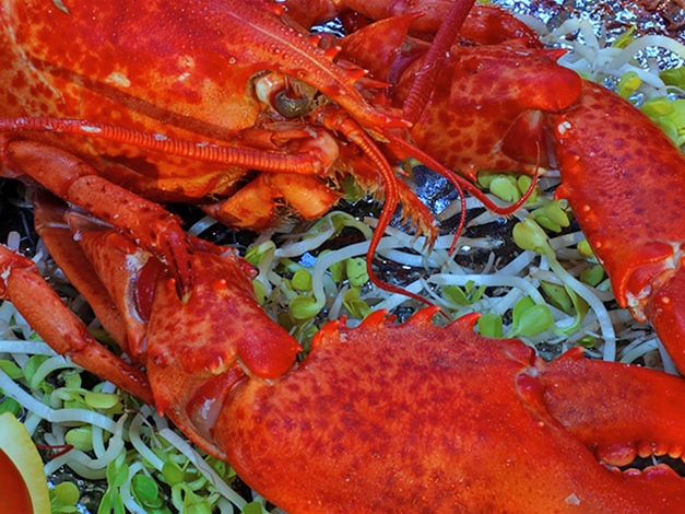 Hummer mit Orangenmayonnaise – exquisite Meeresfrüchte